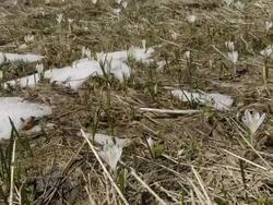melting snow and crocuses Stock Footage