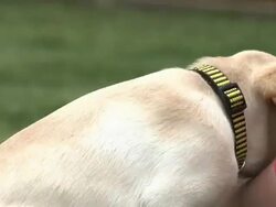 Puppies Closeup Stock Footage