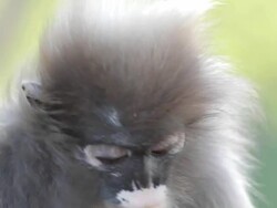Monkey (presbytis obscura reid). Stock Footage