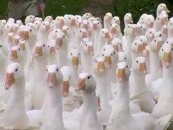CU View of flock of geese / Serrig, Rhineland-Palatinate, Germany Stock Footage