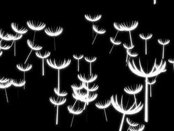Dandelions Alpha Stock Footage