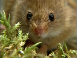 Harvest Mouse, looking to camera, sniffing, England Stock Footage