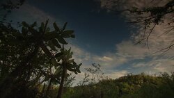 Clouds drift over treetops. Stock Footage