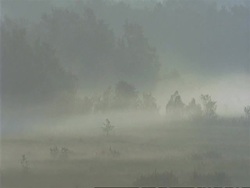 MS Silhouetted bushes in dense mist, Sunderbans, India Stock Footage