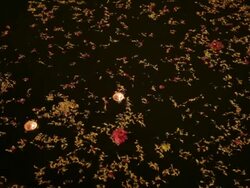 MS Illuminated offerings floating in Ganges river at night / Varanasi, India Stock Footage