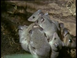 MCU Mother Grey short-tailed Opossum moving around with young on back Stock Footage