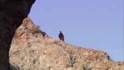A buzzard perches on the top of a ridge. Stock Footage