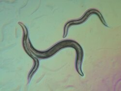 Caenorhabditis elegans feeding on a lawn of bacteria ( Escherischia coli OP50). The surface of the bacterial suspension is churned up by numerous trails of worms crisscrossing the agar plate. Stock Footage
