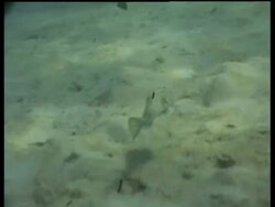 Stargazer Fish swimming away from camera, burying in sand, Kapalai, Sipadan, Borneo, Malaysia Stock Footage