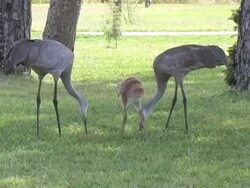 Sandhill Crane Family Stock Footage