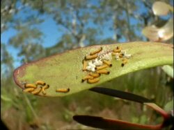MCU Common Jezebel Butterfly (Delias nigrina) Caterpillars on leaf, Australia Stock Footage