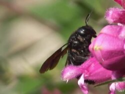 Black bumble Stock Footage