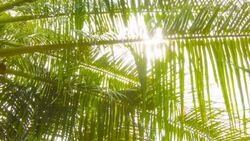 Palm leaf Stock Footage