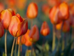 Orange tulips in Spring Stock Footage