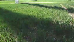 Shadow of wind turbine Stock Footage