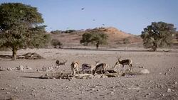 Springboks and Birds at waterhole, SlowMotion Stock Footage