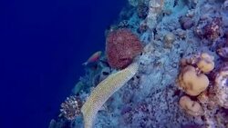 Laced moray swims on coral reef - Maldives Stock Footage