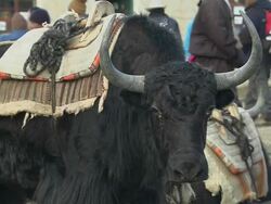 Close Up Shot Yaks  Stock Footage
