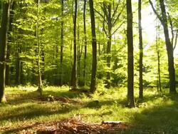 HD TIME LAPSE: Green Forest With Shadows Stock Footage