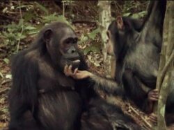 MS, PAN, Young chimpanzee (Pan troglodytes) eating others wadge, Gombe Stream National Park, Tanzania Stock Footage