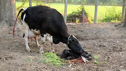 Cow cleaning her newborn Stock Footage