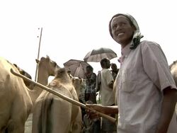Man at camel market Stock Footage