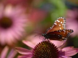 CU SLO MO Shot of Queen butterfly feeding on pink daisy with flying away / Santa Barbara, California, United States Stock Footage