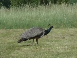 Peacock 2  1080/60i Stock Footage