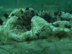 Anemone with fish, Abu Dhabi, United Arab Emirates  Stock Footage