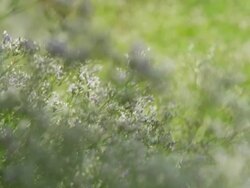 MS R/F Shot of wild flowers / Cortes, British Columbia, Canada  Stock Footage