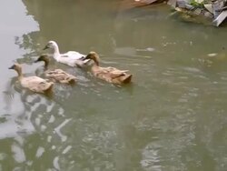 four duck swim out Stock Footage