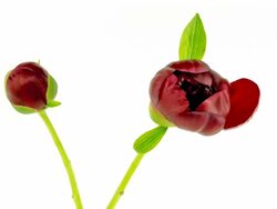 Blooming Peony Time Lapse Stock Footage