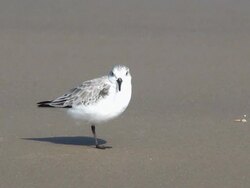 Sanderling on the Beach Stock Footage
