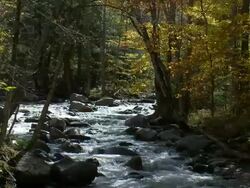 CU Creek With Fall Foliage Stock Footage