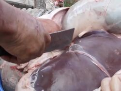 underground slaughter Stock Footage