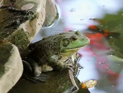 CU Shot of frog and fish in pond / Xian, Shaanxi, China Stock Footage
