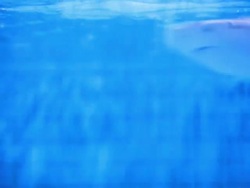 Shark - HD Video Stock Footage