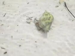 Hermit crab on the bottom Stock Footage
