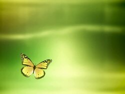 Butterfly landing with Luma / Alpha Matte (green) - Loop Stock Footage