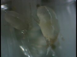 Dust Mites (Dermatophagoides farani) - allergy causing amongst fibres Stock Footage