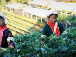 Two lahu people hill tribes Stock Footage