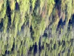 forest lake reflection Stock Footage