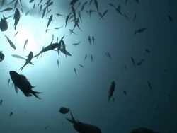 Demoiselle (family Pomacentridae) school around Kelp (order Laminariales), Poor Knights, New Zealand Stock Footage