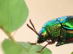 Sternocera aequisignata Stock Footage