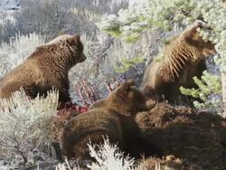 MS Shot of three grizzlies guarding moose carcass on frosty morning / Tetons, Wyoming, United States Stock Footage
