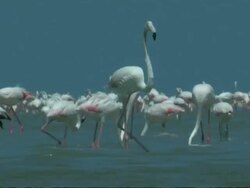 Greater Flamingoes (Phoenicopterus roseus), South India Stock Footage