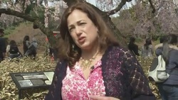 New Yorkers celebrate annual cherry blossom festival News Clip