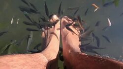 Fish spa pedicure Stock Footage