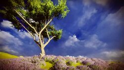 Lavender fields Stock Footage