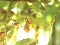 Stick thrown at Horse chestnut dislodges conkers Stock Footage